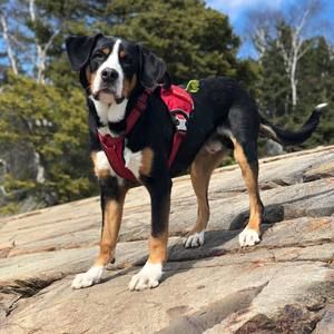 Meet your Posher, Matthew